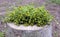 Medicinal plant - Pharmaceutical Chamomile with inflorescences on a wooden stump