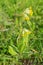 Medicinal plant primrose spring