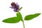 Medicinal plant: Prunella vulgaris. Self-Heal