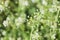 Medicinal plant shepherd`s purse plant or capsella bursa-pastoris, green nature background
