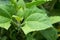 Medicinal Plant - Smallanthus sonchifolius; Yacon Plant Leaves