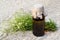 Medicinal plant Stellaria holostea and pharmaceutical bottle