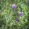 Medicinal plant Thistle prickly (lat.Carduus acanthoides L.)