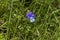 Medicinal plant wild pansy violet flowering in glade