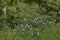 Medicinal plant wild pansy violets flowering in glade, Rila mountain