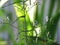 Medicinal plants Andrographis Paniculata Creat, Kariyat, Indian Echinacea with small white flowers on tree