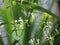 Medicinal plants Andrographis Paniculata Creat, Kariyat, Indian Echinacea with small white flowers on tree, herb plant anti