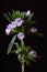 Medicinal plants - Blooming summer savory or thyme flowers Satureja hortensis