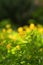 Medicinal plants. Flowers and leaves of Chelidonium majus or large celandine on a sunny day on a blurred background