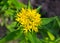 Medicinal plants Golden Root, Rhodiola rosea