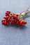 Medicinal plants and herbs composition Bunch of rose hips branch rose rose on blue
