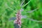Medicinal plants herbs Siberian motherwort, Latin name Leonurus sibiricus,