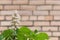 Medicinal plants. Horse chestnut in spring during flowering. White inflorescence and green foliage against a blurred brick wall