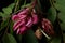 Medicinal plants - pink acacia, bristly locust or rose-acacia Robinia hispida