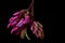 Medicinal plants - pink acacia, bristly locust or rose-acacia Robinia hispida
