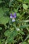 Medicinal plants - Wild pansy