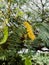 Medicinal Prosopis cineraria or ghaf flower or shami  flower and leaves
