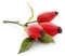 Medicinal rose hips