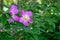 Medicinal rosehip flowers on a background of bright foliage