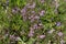 Medicinal shrub thyme plant Thymus serpyllum creeping grows on a green meadow in summer