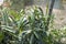 Medicinal thin and long green leafy plants and their background blur