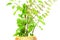 Medicinal tulsi or holy basil indian herb plant on white background