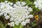 Medicinal wild grass of the yarrow