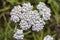 Medicinal wild herb Yarrow Achillea millefolilium