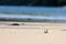 Medicine bottle on the beach.