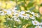 Medicine chamomile flowers. Aromatherapy by herbs camomile daisy flowers