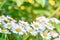 Medicine chamomile flowers. Aromatherapy by herbs camomile daisy flowers