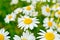 Medicine chamomile flowers. Aromatherapy by herbs camomile daisy flowers