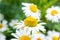 Medicine chamomile flowers. Aromatherapy by herbs camomile daisy flowers