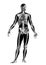 Medicine - The human body - Victorian Anatomical drawing