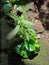 Medicine plants on the rock