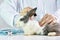 Medicine research, Scientist testing drug in rabbit animal.