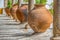 Medieval arcade view with orange ceramic vases and antique granite columns in Obidos