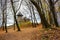 Medieval fortress in autumn leafless forest