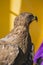 Medieval golden eagle, detail of head with large eyes, pointed b