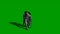 Medieval knight fighting with swords and shield isolated on green screen