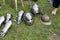 Medieval knights helmets and gloves