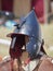 Medieval metal helmet