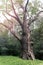 Medieval millennial oak, tree and landmark of the Cold Yar, Ukraine. Maxim Zalizniak Oak