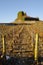 Medieval old tower in vineyard