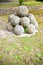 Medieval stone cannonballs of Vicopisano Castle Italy