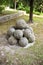 Medieval stone cannonballs of Vicopisano Castle Italy-Tuscany-Pisa