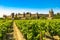 Medieval town of Carcassonne and vineyards, France