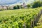 A medieval village in the middle of a vineyard in France