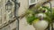 Medieval wall with lamp hanging flowers, France