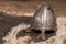 Medieval warrior medieval helmet and chainmail armor.